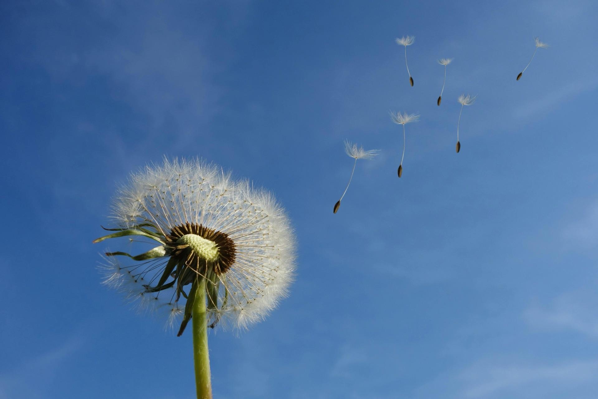 Dandelion seeds blowing in the wind