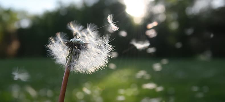 Dandelion representing our values